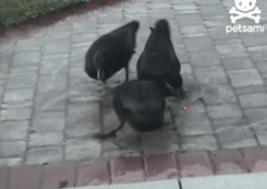 cool-gif-duck-laser-following