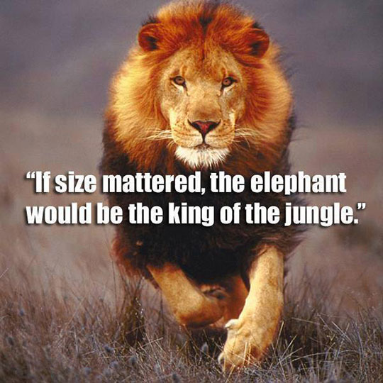 cool-lion-running-size-king-elephant