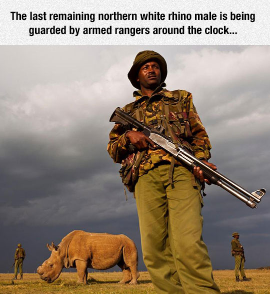 Fighting Heavily Armed Poachers Is Not An Easy Task