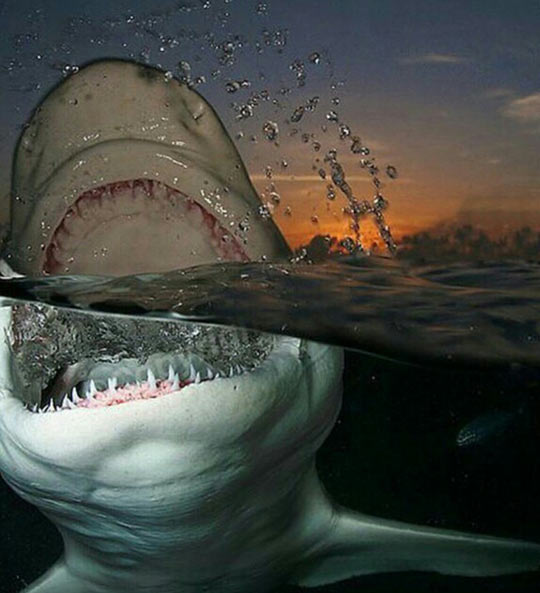 cool-shark-mouth-water-photography