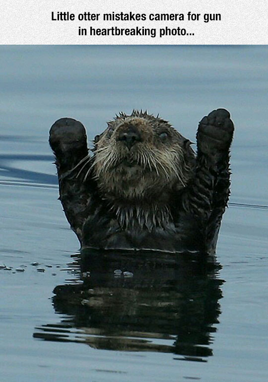 cute-otter-waving-camera