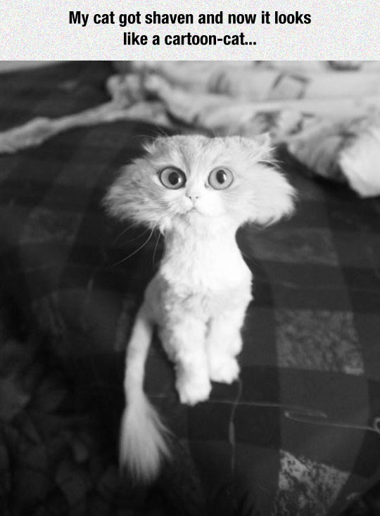funny-cat-face-shave-body