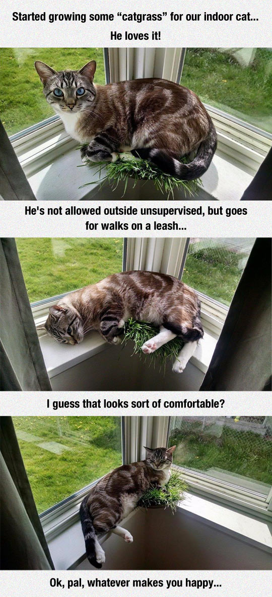 funny-catgrass-pet-window-growing