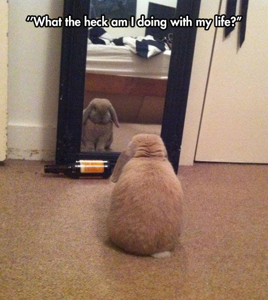 Introspective Bunny Considers His Life Choices