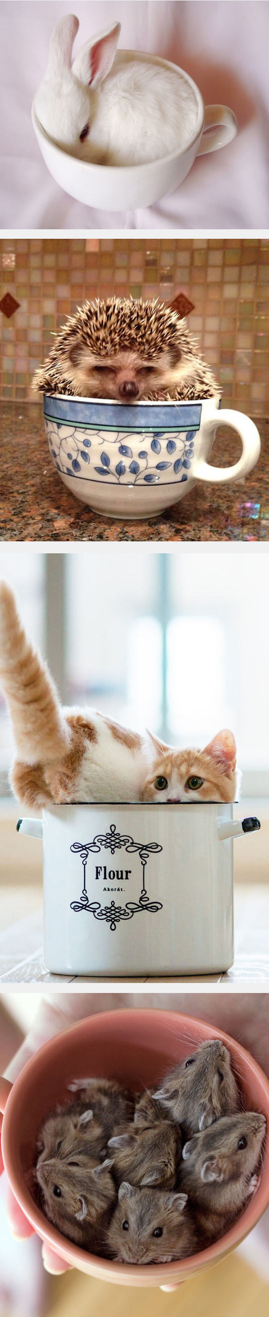 funny-cute-cups-squirrel-hamster-bunny-cat