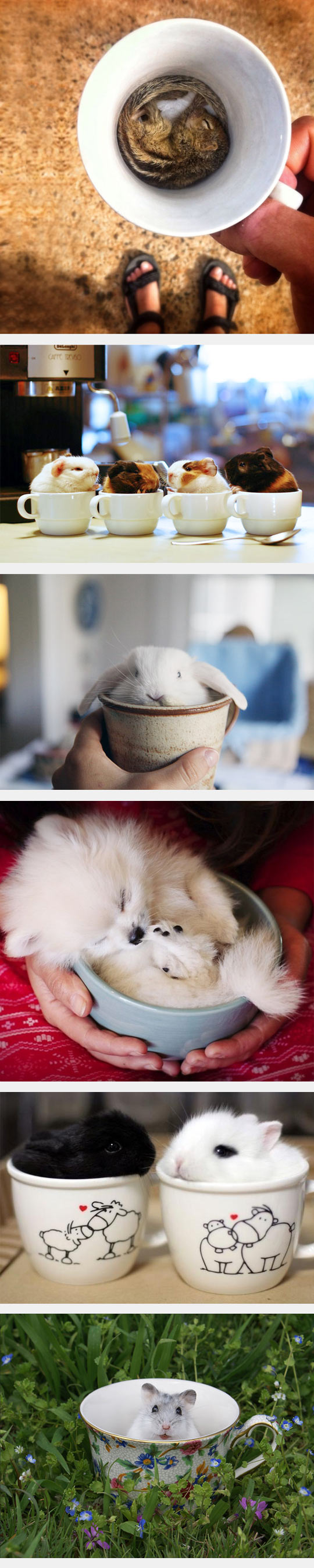 funny-cute-cups-squirrel-hamster-bunny
