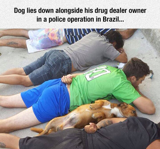 Dogs Are Always There For You