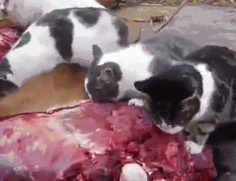 funny-gif-cat-eating-meat-scary