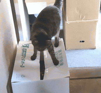 funny-gif-cat-sliding-inside-box-jumping