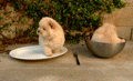 funny-gif-cute-puppy-bowl
