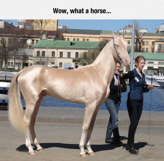The Most Glamorous Horse I