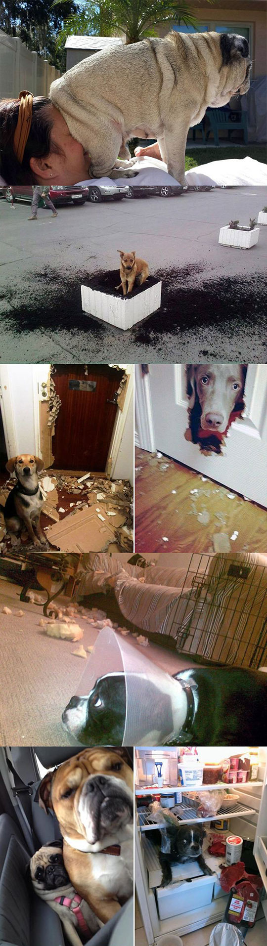 funny-jerk-dogs-pets-crazy