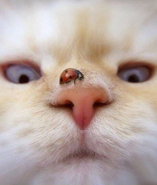 Lovely Pic Of A Ladybug In A Cat Nose