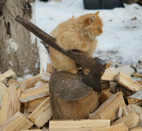 The Brave Lumbercat