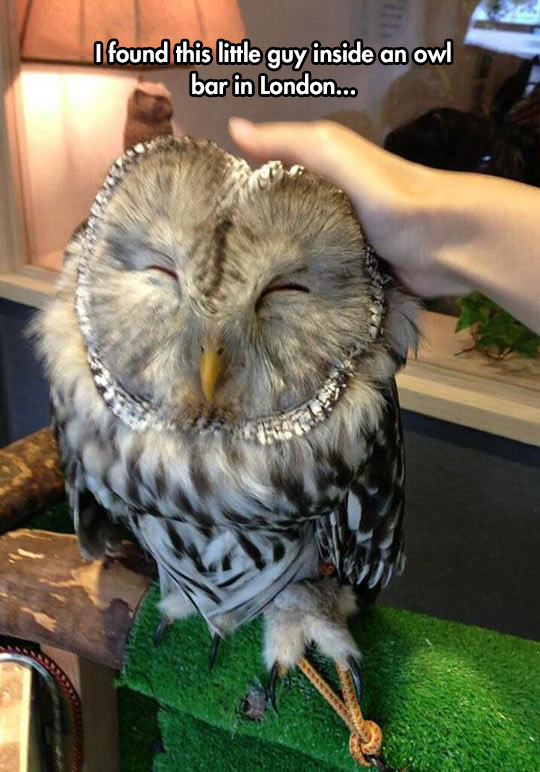 There Is A Owl Bar In London