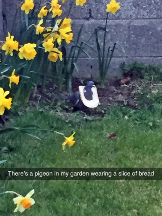 That Pigeon Has Swag
