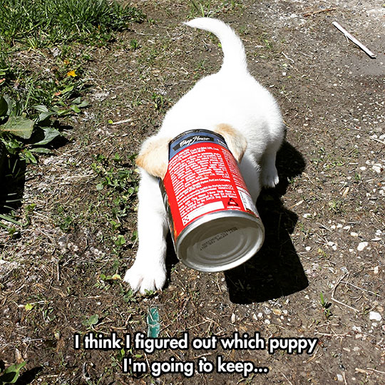 funny-puppy-head-inside-can