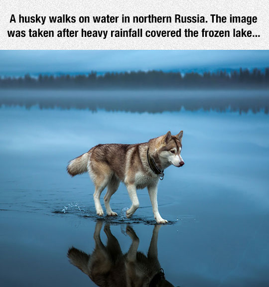 funny-wolf-walking-water-lake-Russia