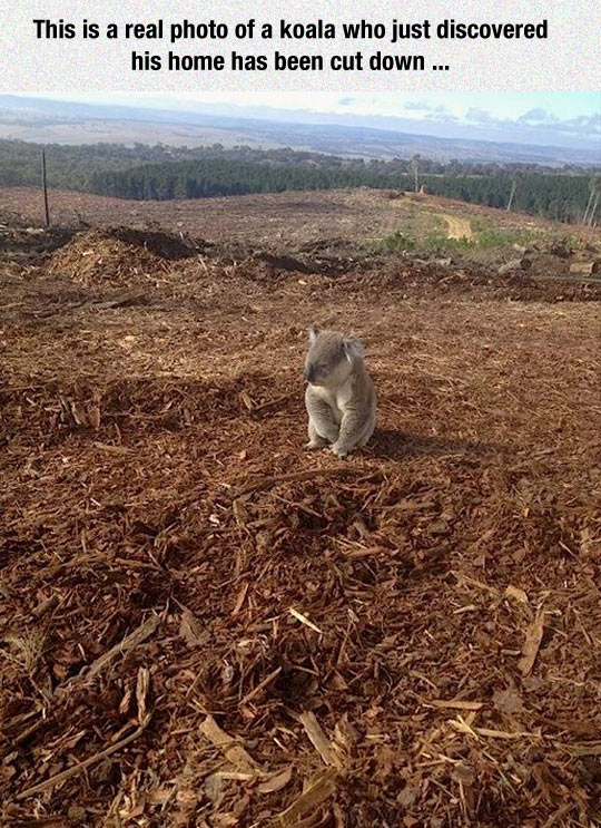 sad-koala-home-cut-down
