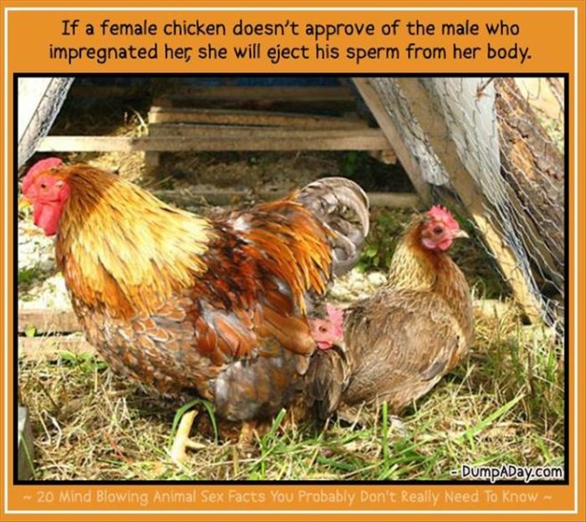 Animal-Sex-Facts-1