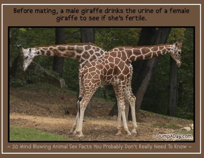 Animal-Sex-Facts-20