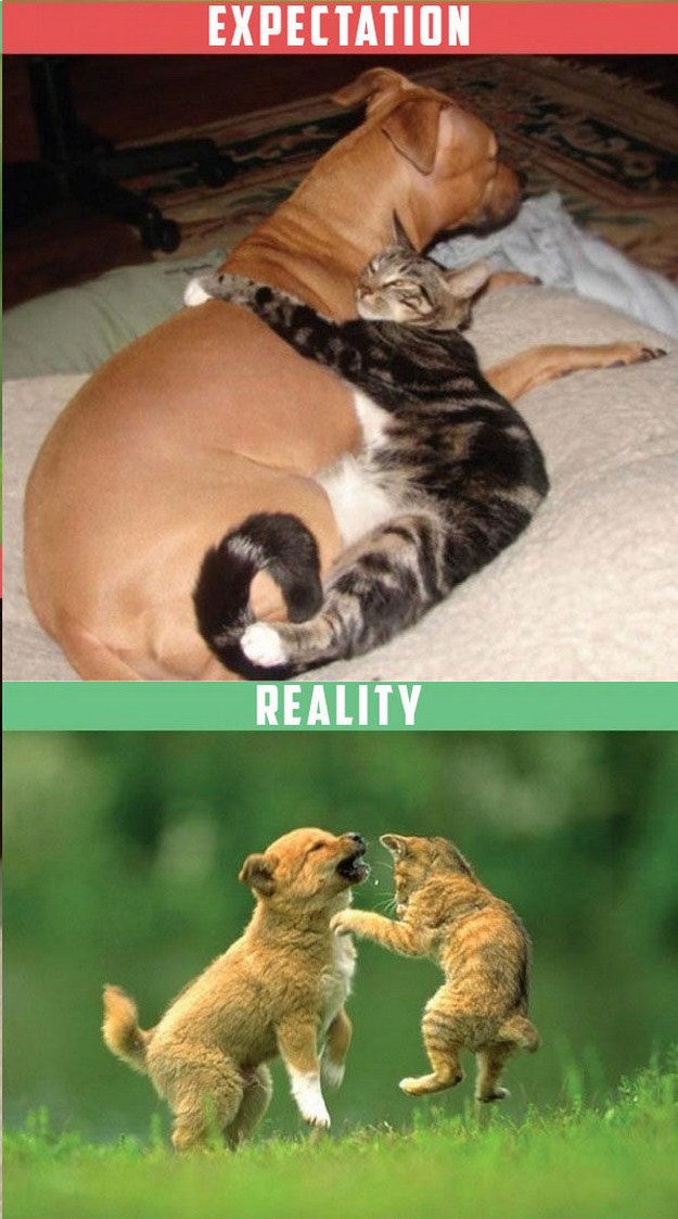 Life-with-a-Cat-Expectations-vs-Reality-01