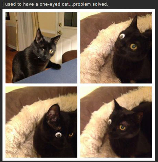 One-Eyed Cat Problem Solved