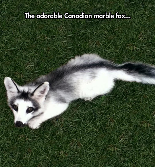 cool-Canadian-marble-fox-cute-colors