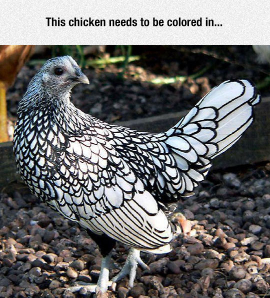 cool-chicken-feathers-white-black