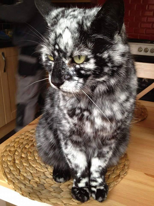 cool-dotted-black-white-cat