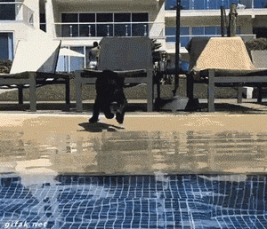 cool-gif-cat-jumping-pool-swimming