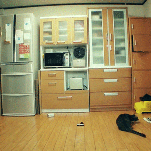 cool-gif-cat-reflexes-jump-kitchen