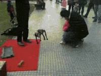 cool-gif-puppet-dog-real