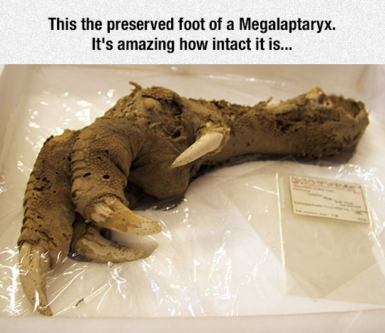 cool-preserved-bird-claw-ancient