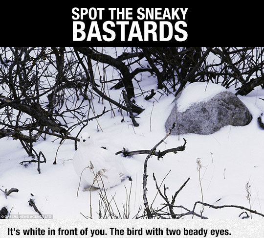 cool-snow-camouflaged-birds