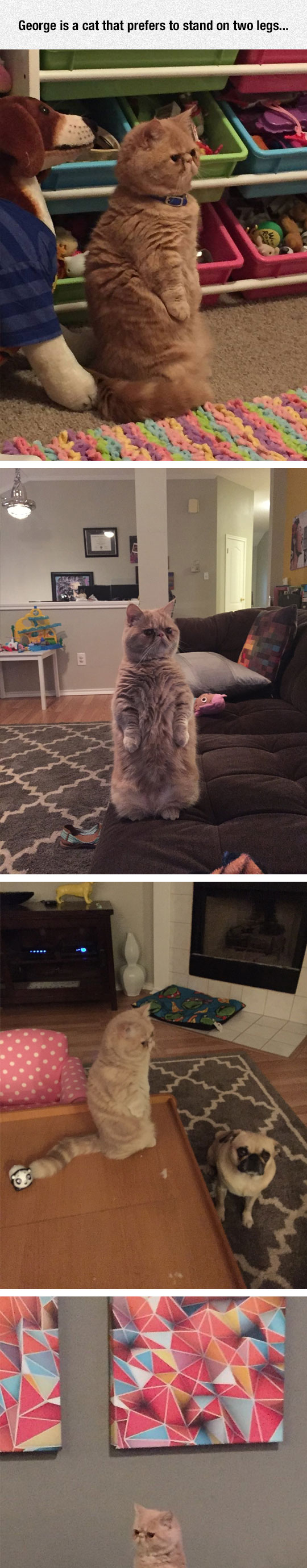 The Standing Cat