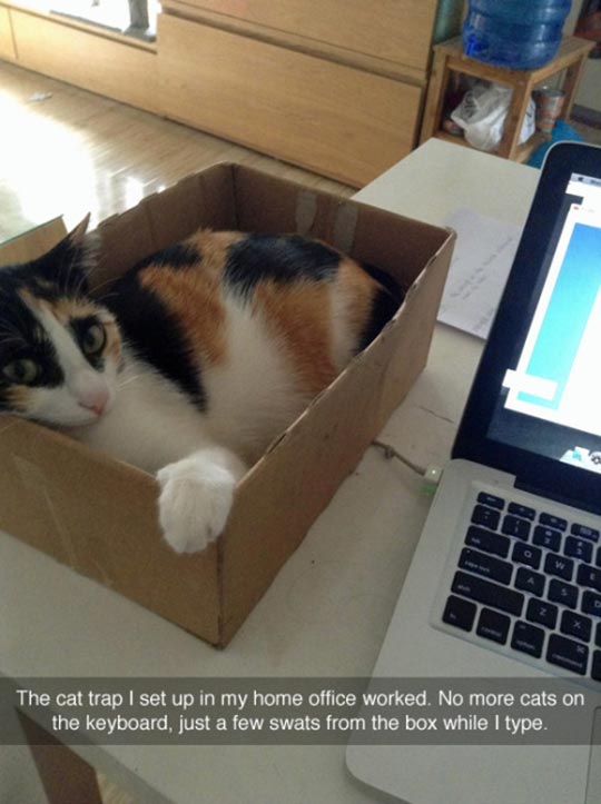 cute-cat-trap-box-laying