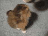cute-gif-cat-cleaning-kitty