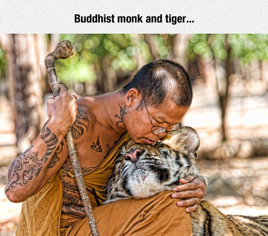 funny-Buddhist-Monk-tiger-peace