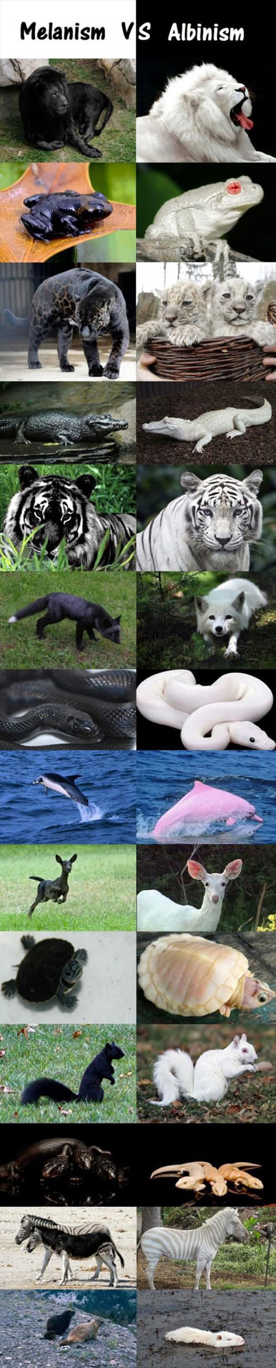 funny-animals-melanism-albinism-color