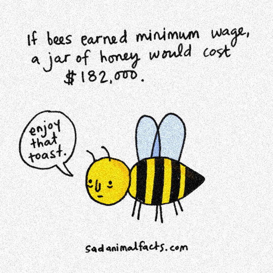 funny-bees-minimum-wage-honey