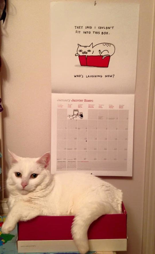 funny-cat-box-calendar-drawing