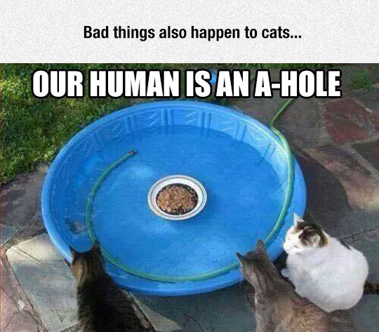 funny-cat-food-pool-trap