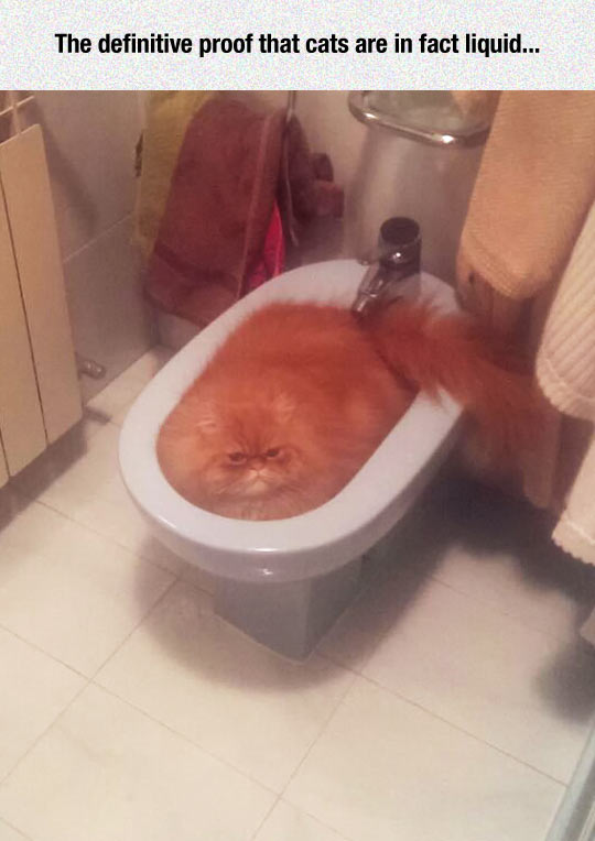 funny-cat-liquid-proof-toilet