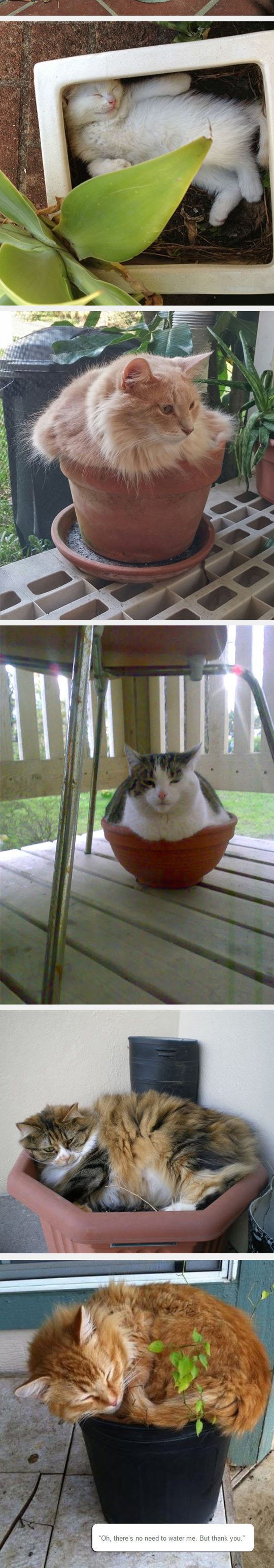 funny-cat-pot-plant-sitting-back-yard