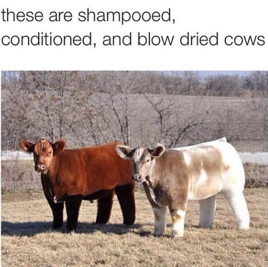 funny-cow-fluffy-farm-clean