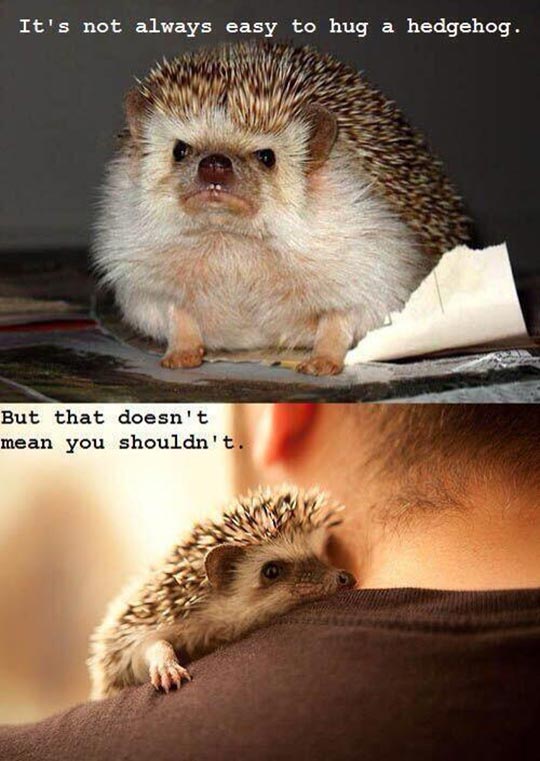 Being A Hedgehog