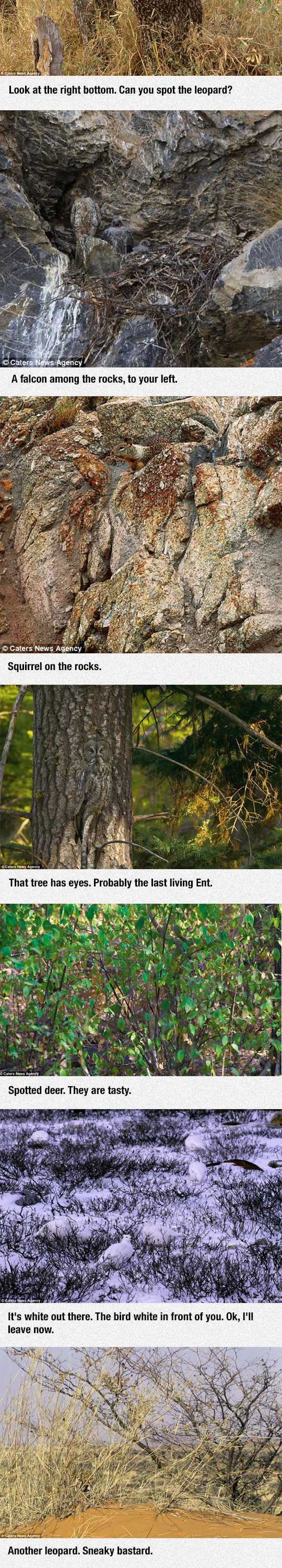 funny-cute-animals-hiding-tree