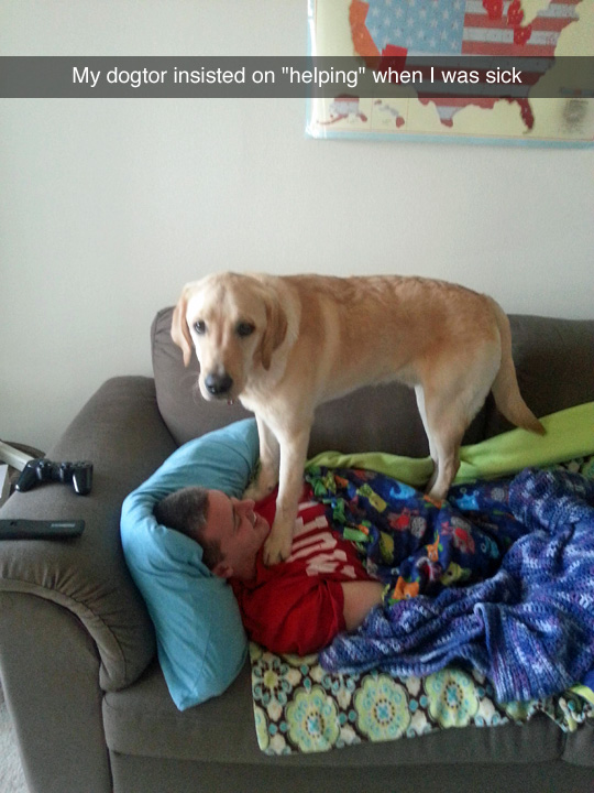 funny-dog-couch-sick-sleeping