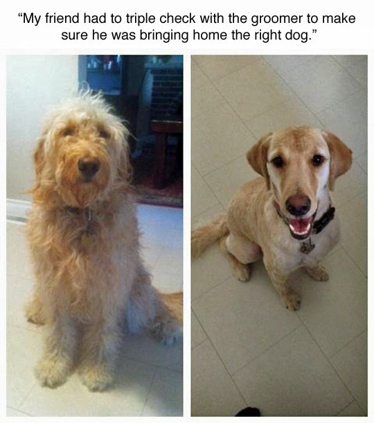 funny-dog-pet-groomer-different